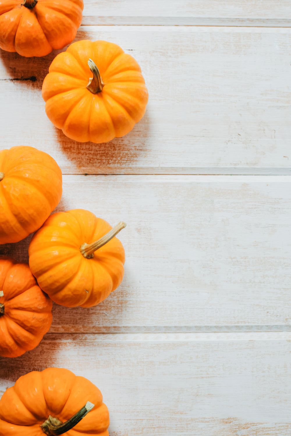 line of pumpkins