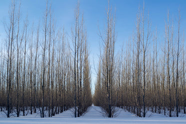 lines of trees in snow