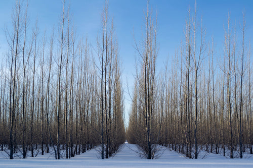 lines of trees in snow