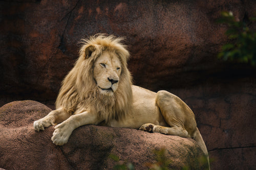 lion laying on rock