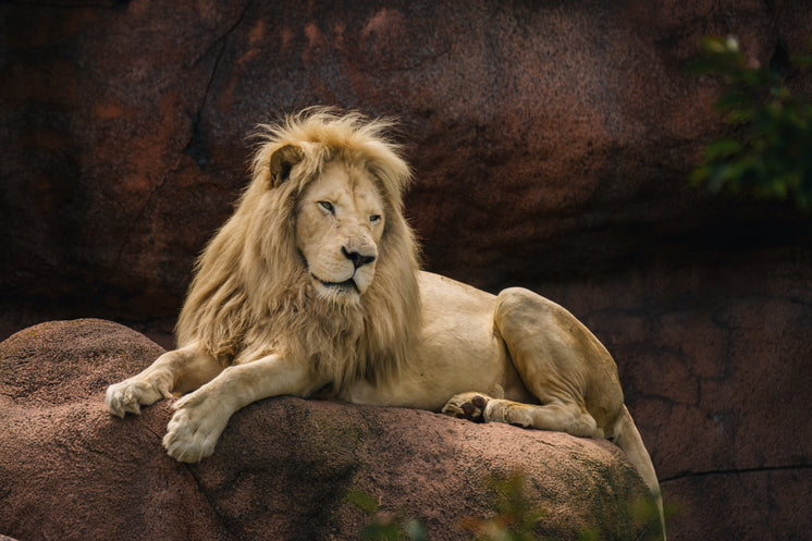 lion-laying-on-rock.jpg?width=746&format