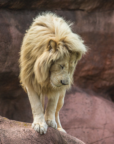 lion standing on edge looking down