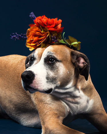 little dog big flowers