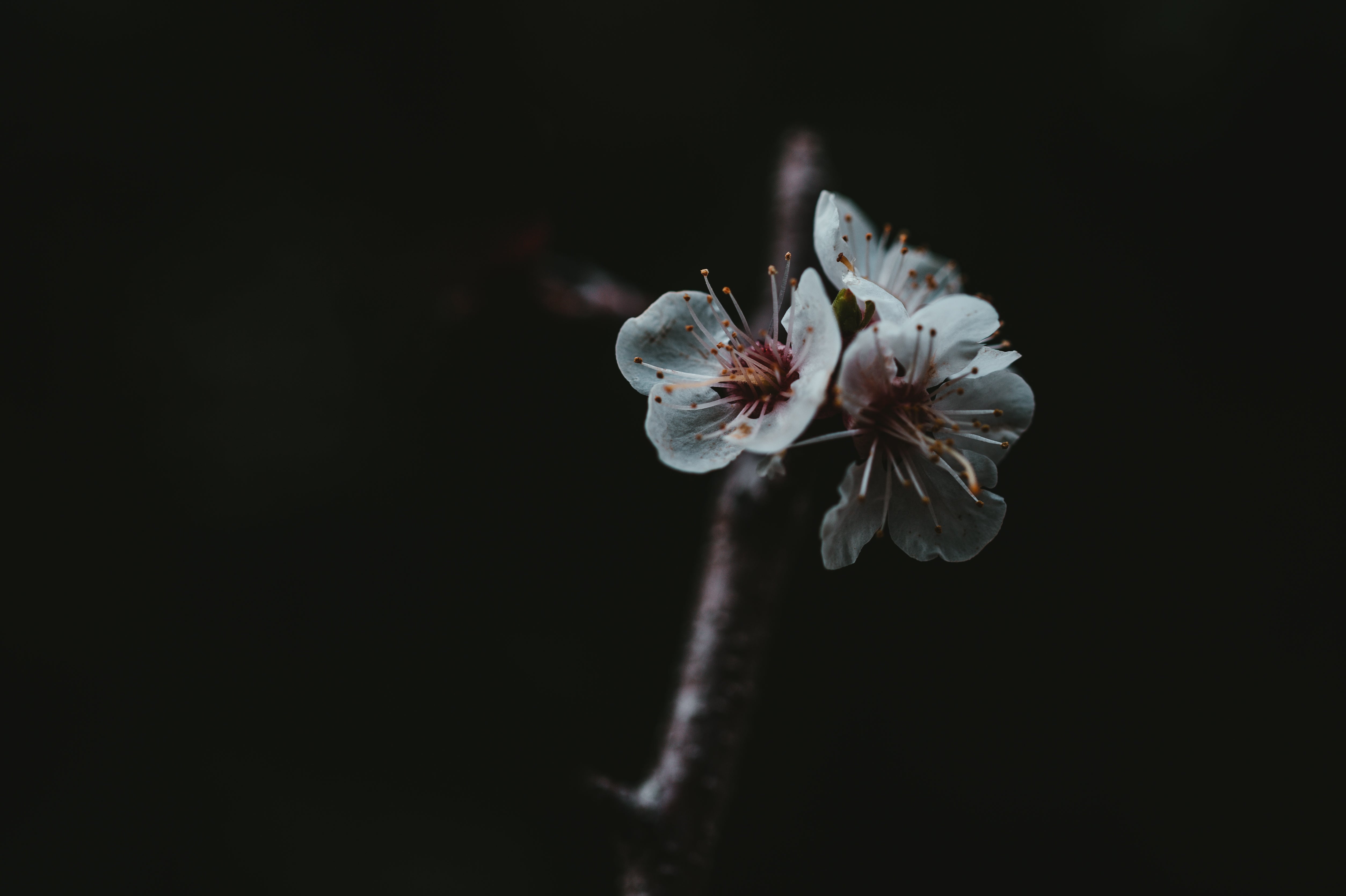 Browse Free HD Images of Little Flowers Huddled Around A Branch In The Dark