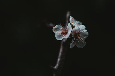 little flowers huddled around a branch in the dark