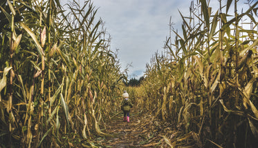 little girl explores corn field