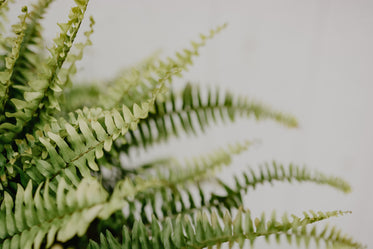 little green leaves on a twig against a white background