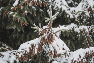 little pinecones on snowy branches