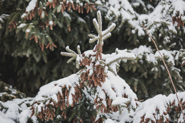little-pinecones-on-snowey-branches.jpg?