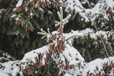 Free Little Pinecones On Snowey Branches Photo — High Res Pictures
