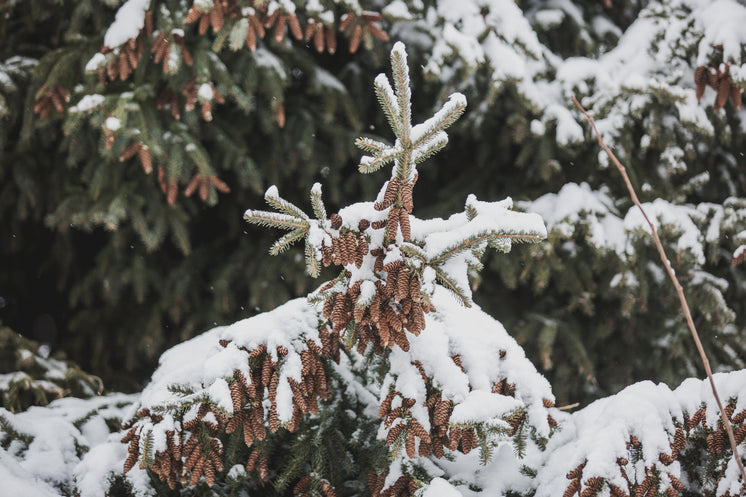 雪松上的小松果