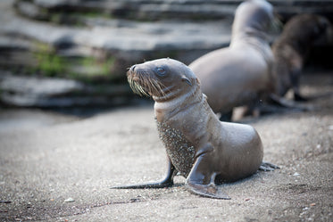 little sea lion on beach