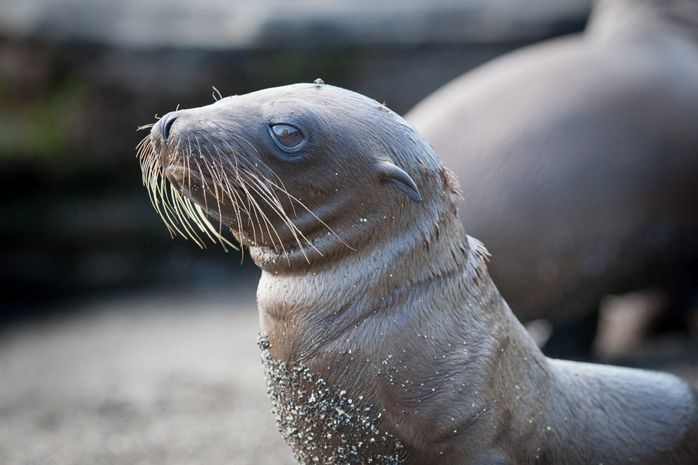 little sea lion