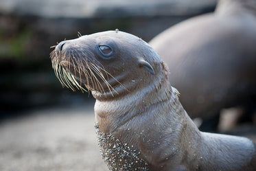 little sea lion