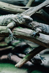 lizards laying on wooden branches