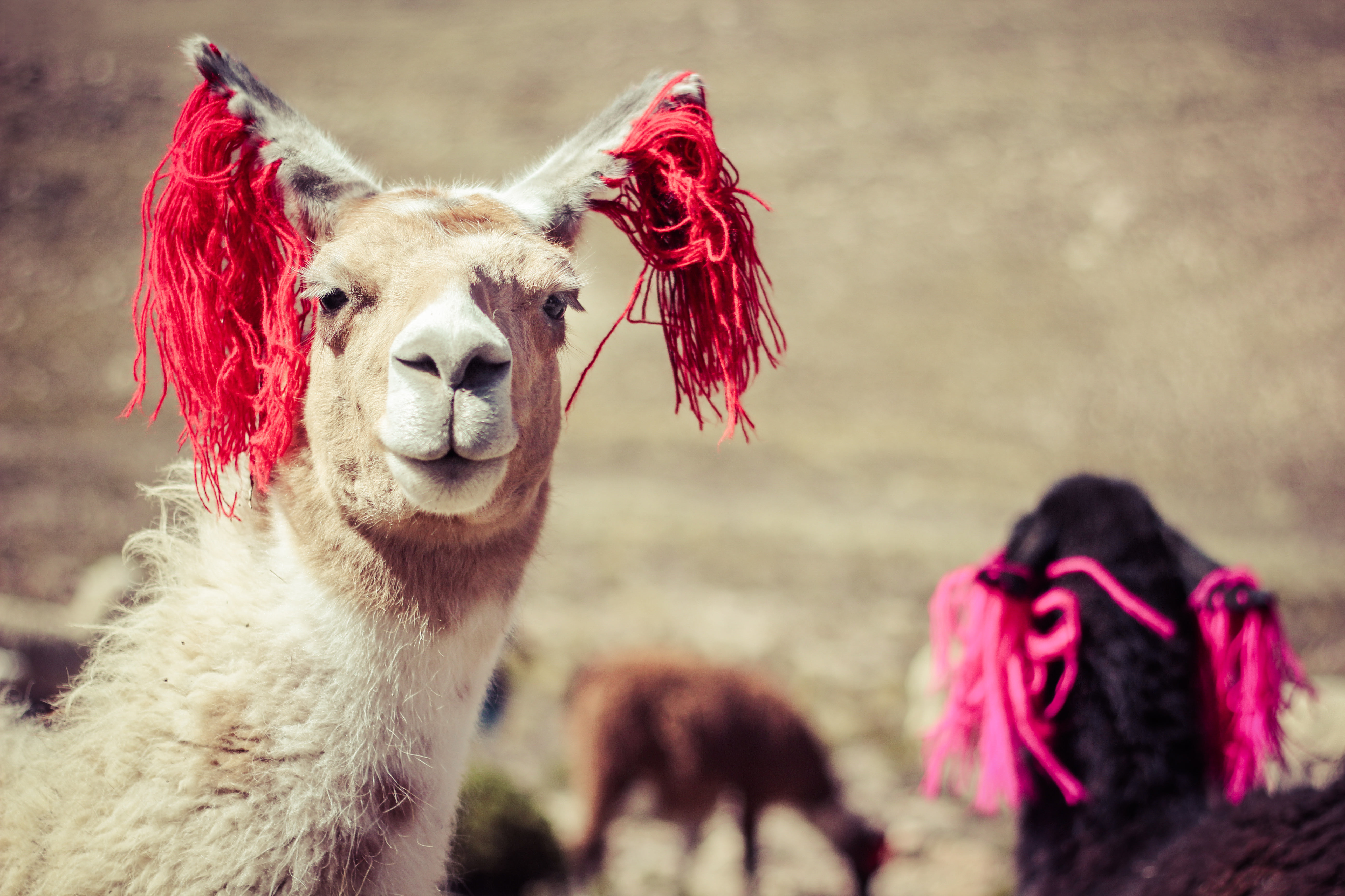 Picture of Llamas In Peru Free Stock Photo