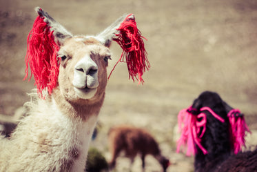 llamas in peru