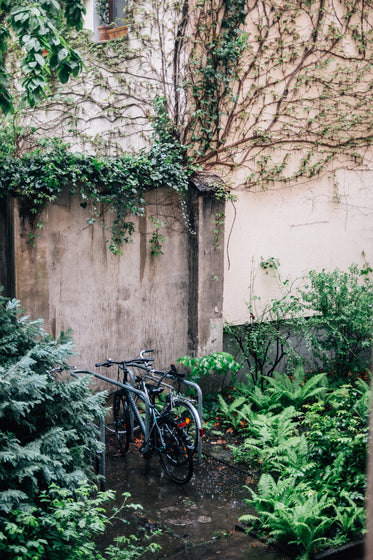 locked bicycle and green foliage