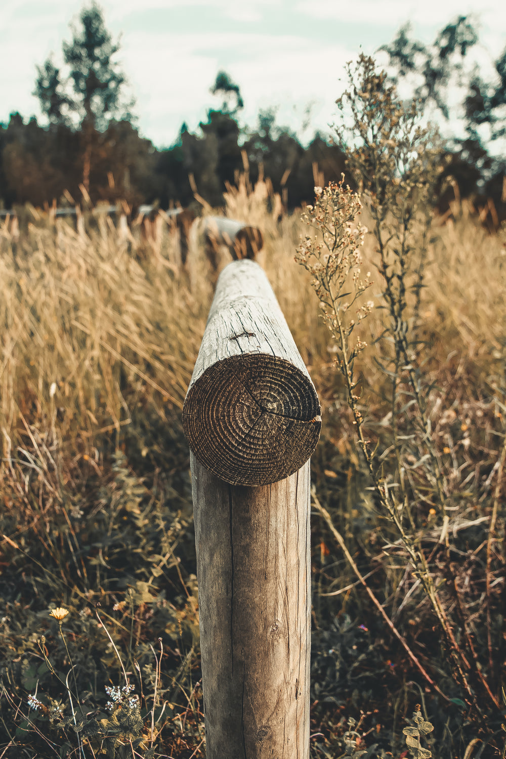 log handrails in grassy field