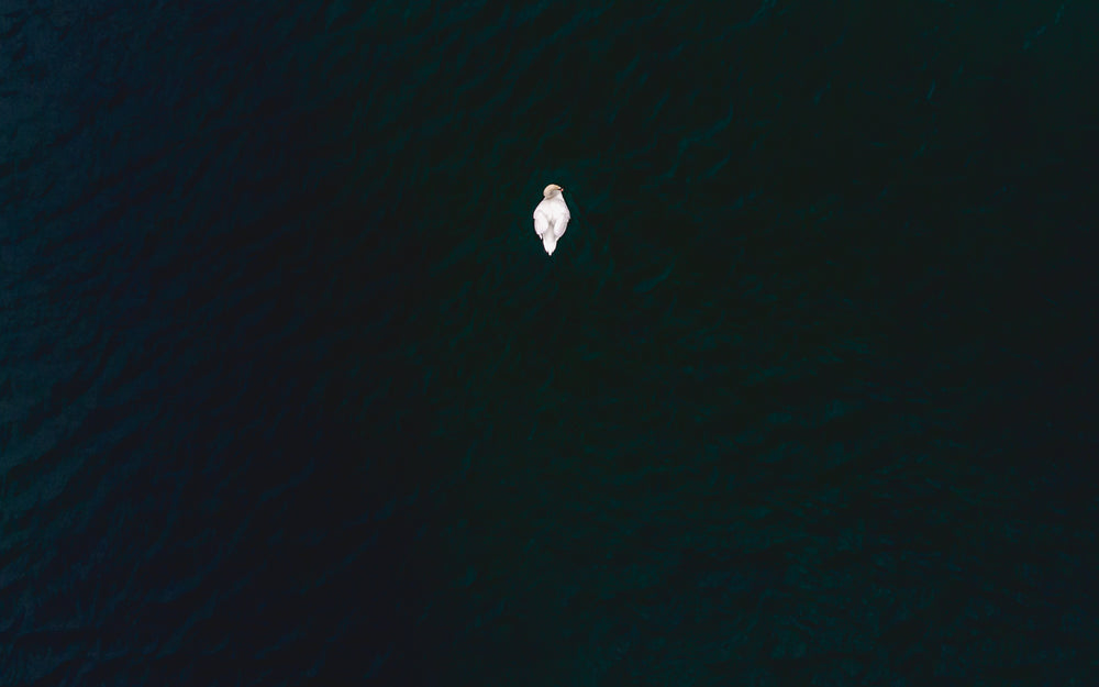 lone swan on dark water