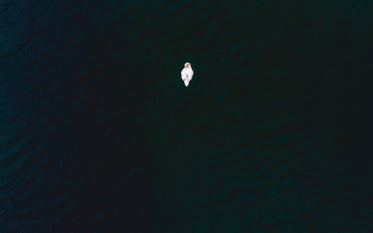 lone swan on dark water