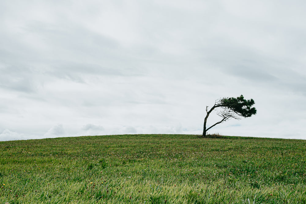 lone tree in a green grassy field