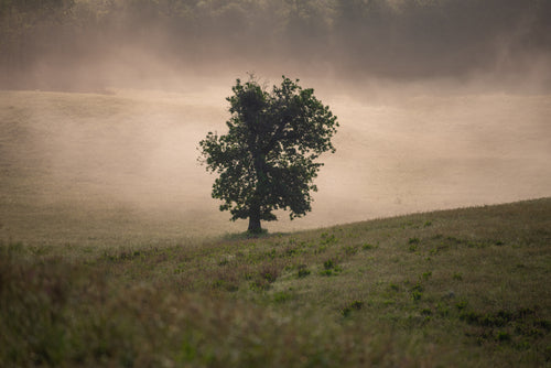 lone tree in misty rolling fields