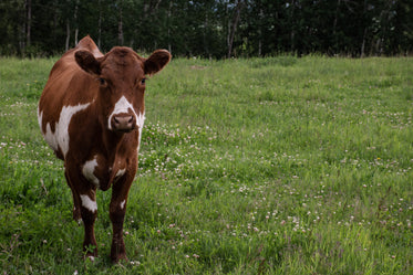 lonely cow