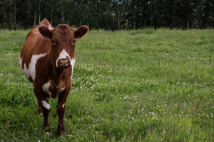 lonely-cow.jpg?width=746&format=pjpg&exi