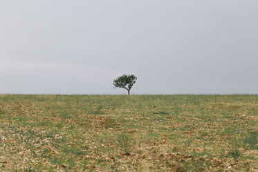 lonely tree in a large field