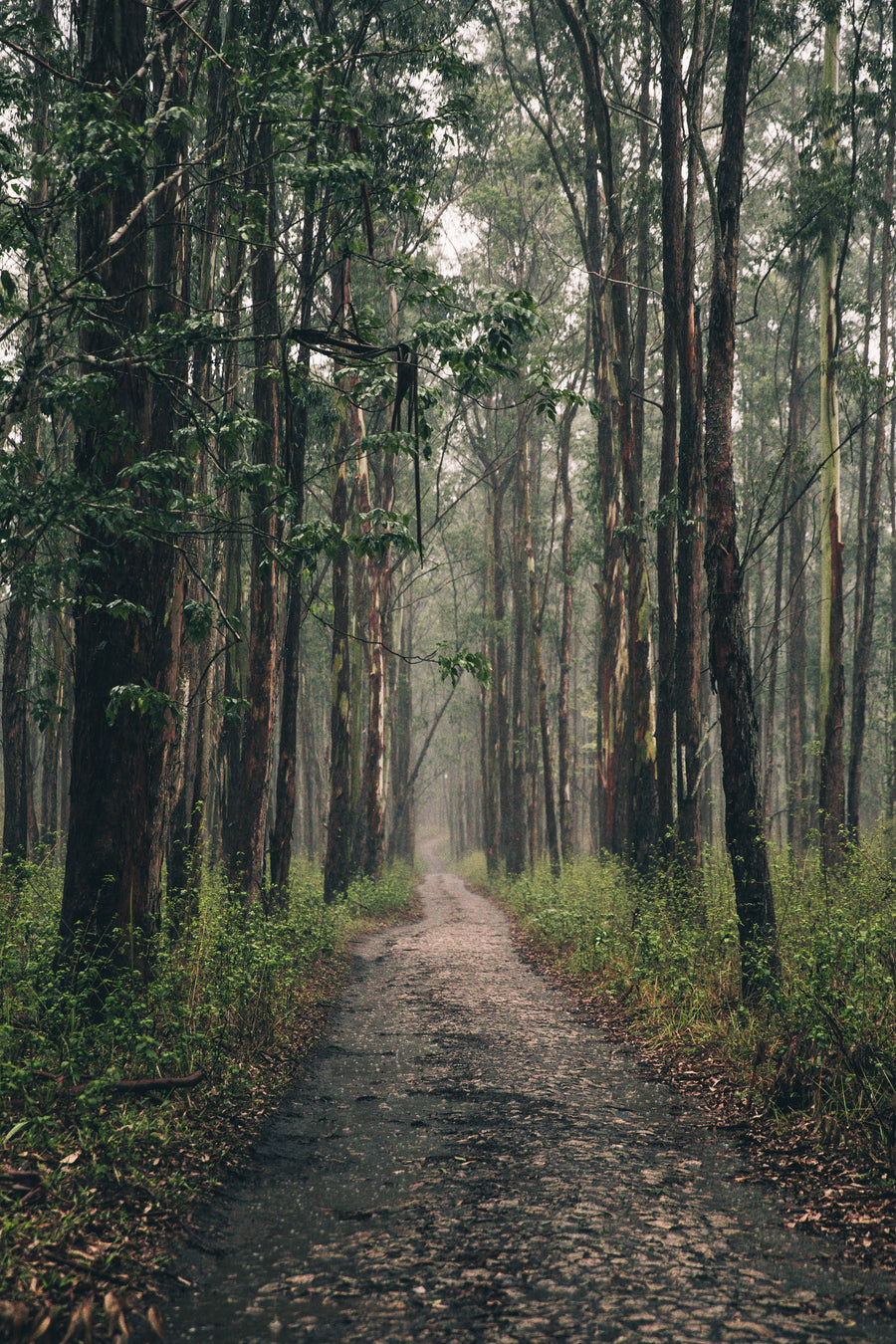 A long path curving away through trees