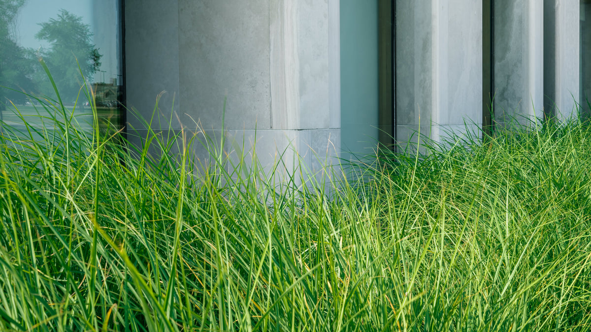 long grass growing in city