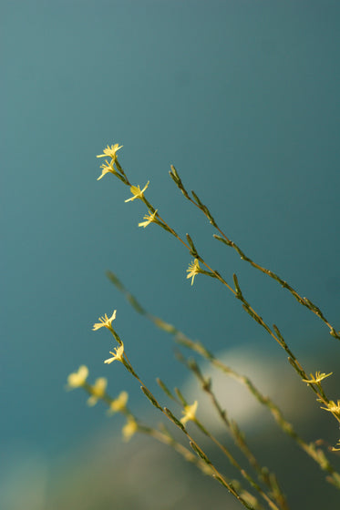 long grass yellow flowers