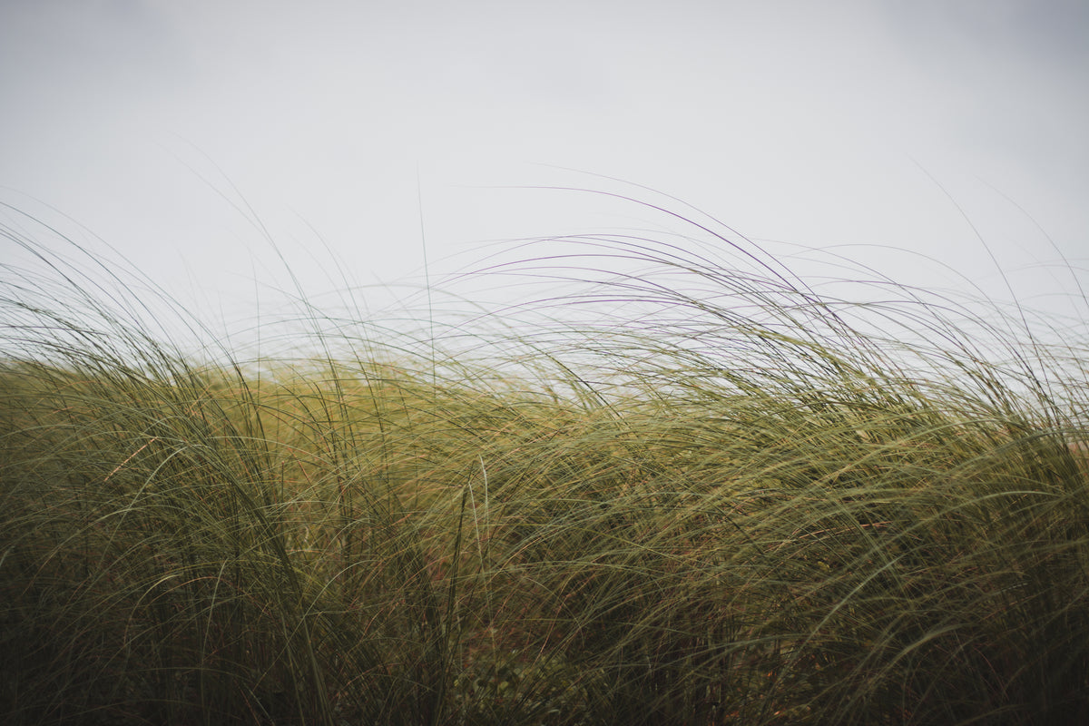 long grassy plains in gentle breeze