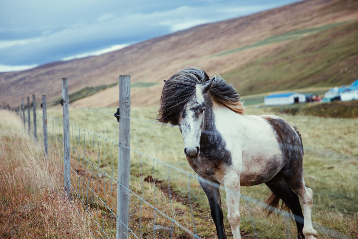 long haired horse by fence
