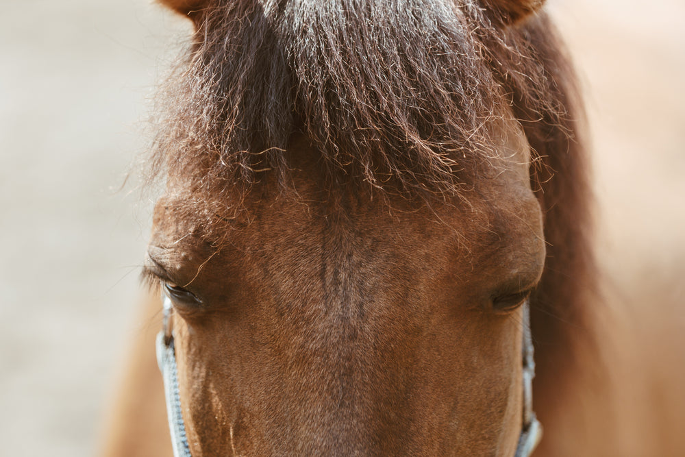 long horse face