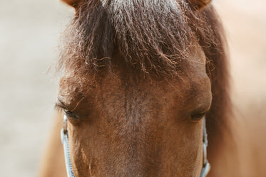 long horse face
