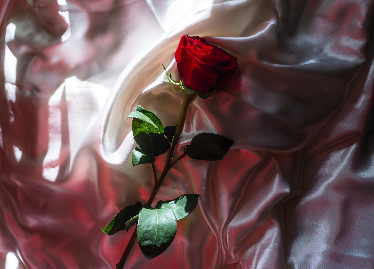 long stem red rose lays on white silk
