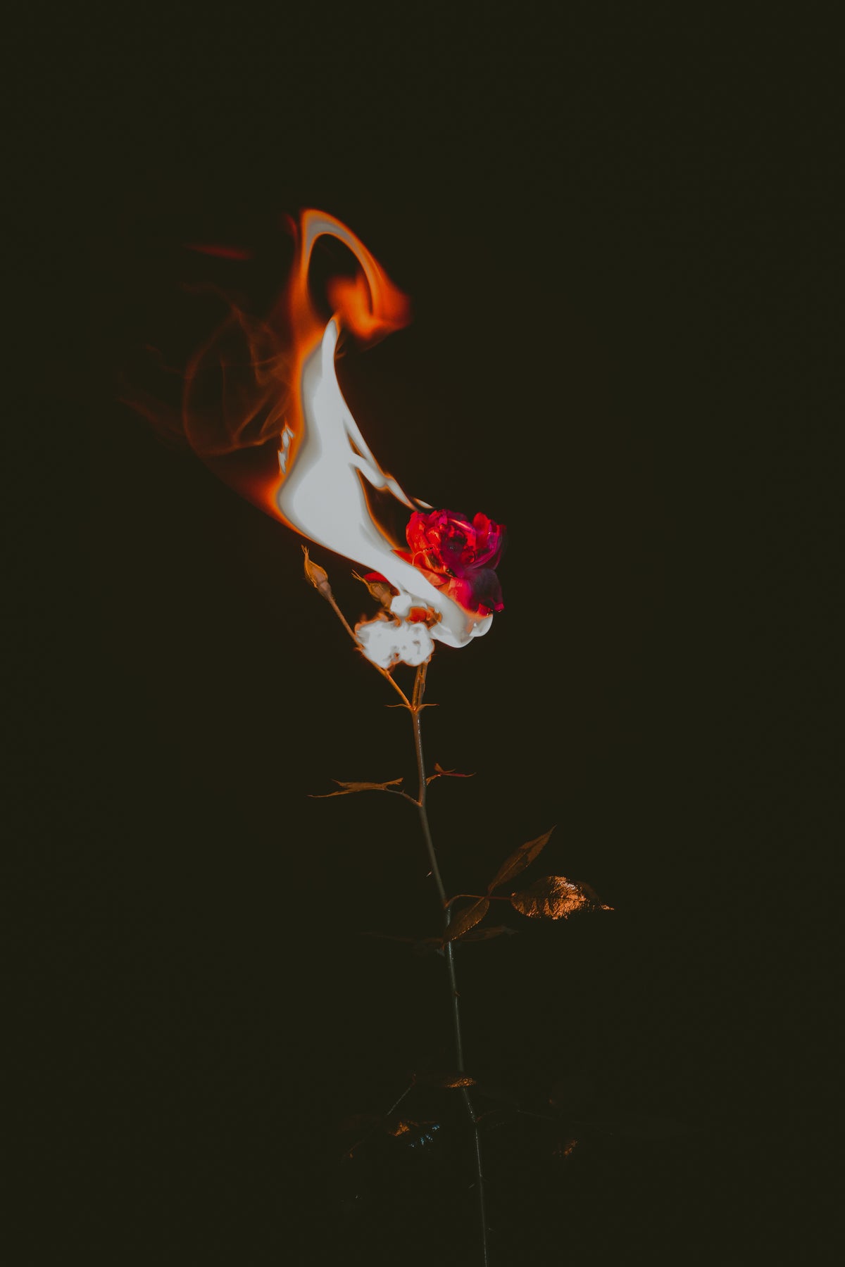 长茎红玫瑰着火与大火焰