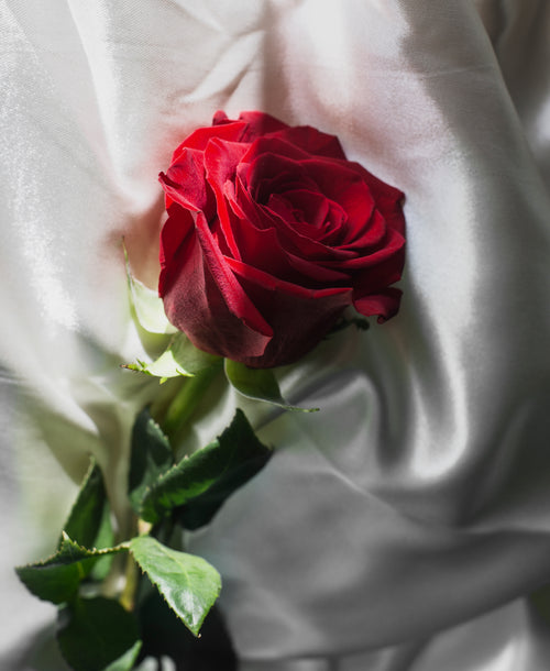 long stem red rose on silk