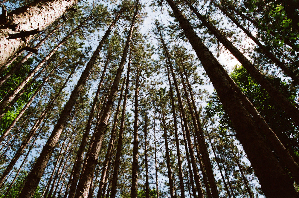 long tree trunks stab the sky