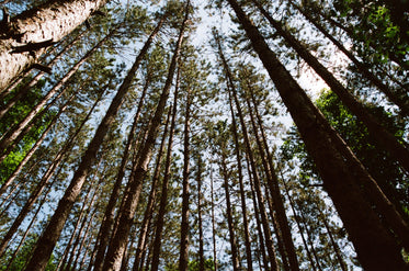 long tree trunks stab the sky