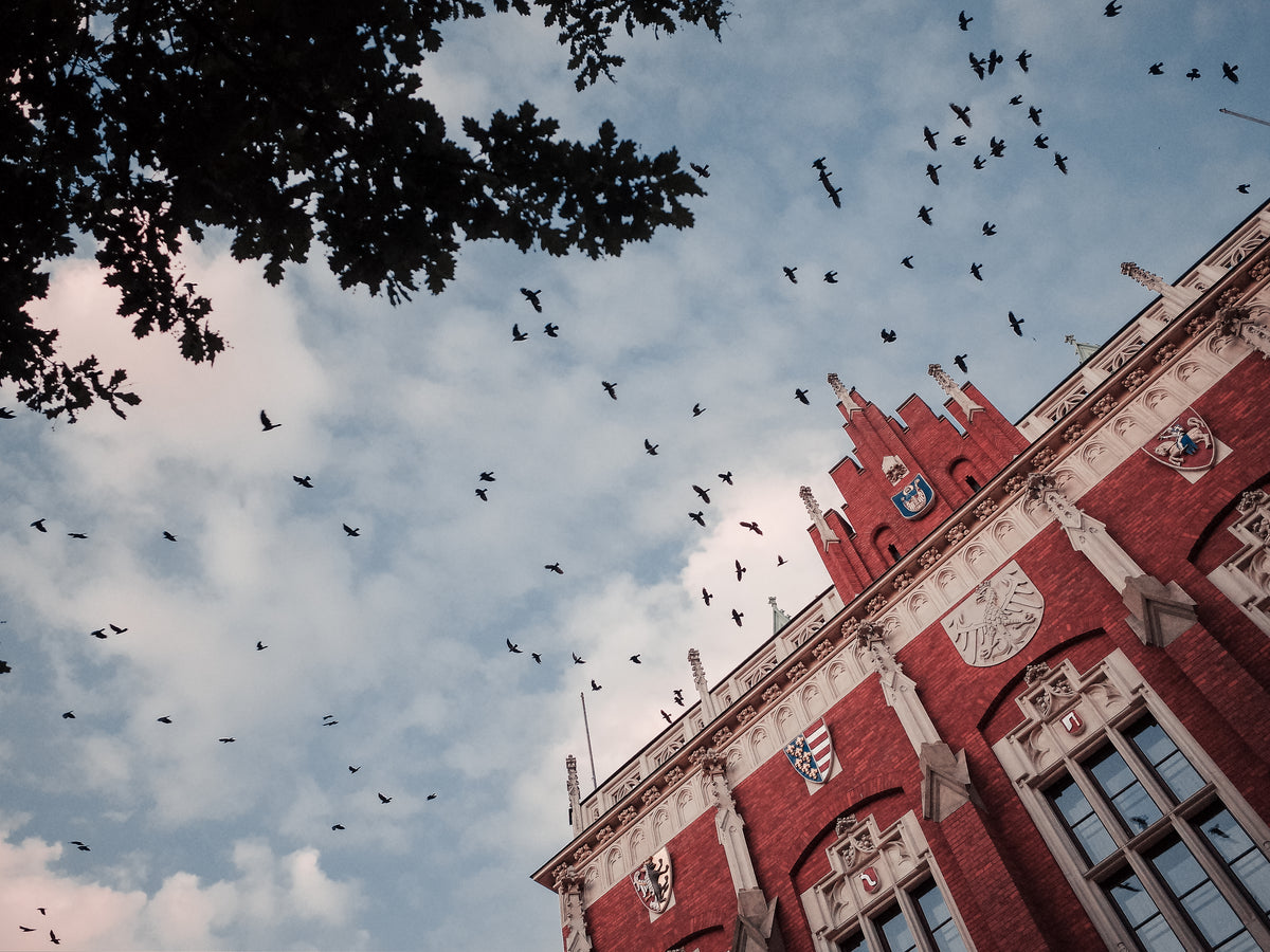 look up at birds flying over a red and white building