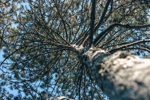 look up dense pine tree