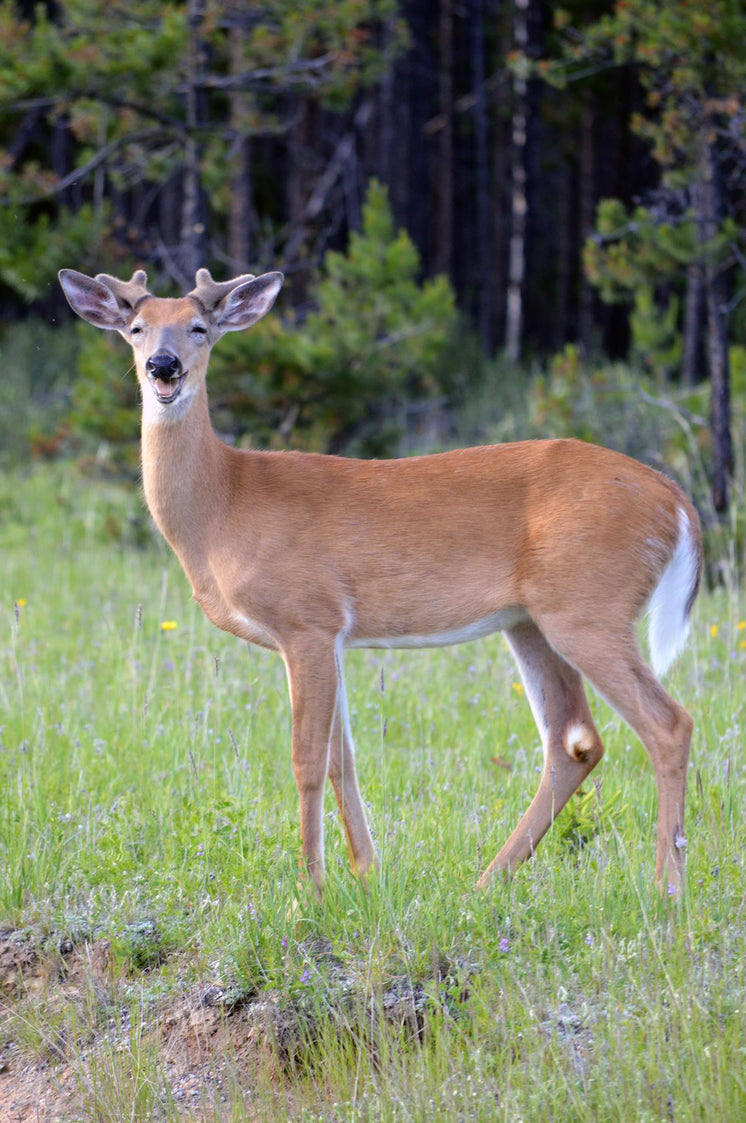 looking-dear.jpg?width=746&format=pjpg&e