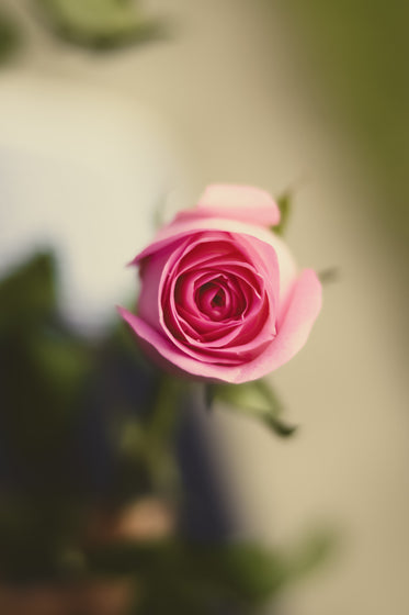 looking into the heart of a perfect pink rose