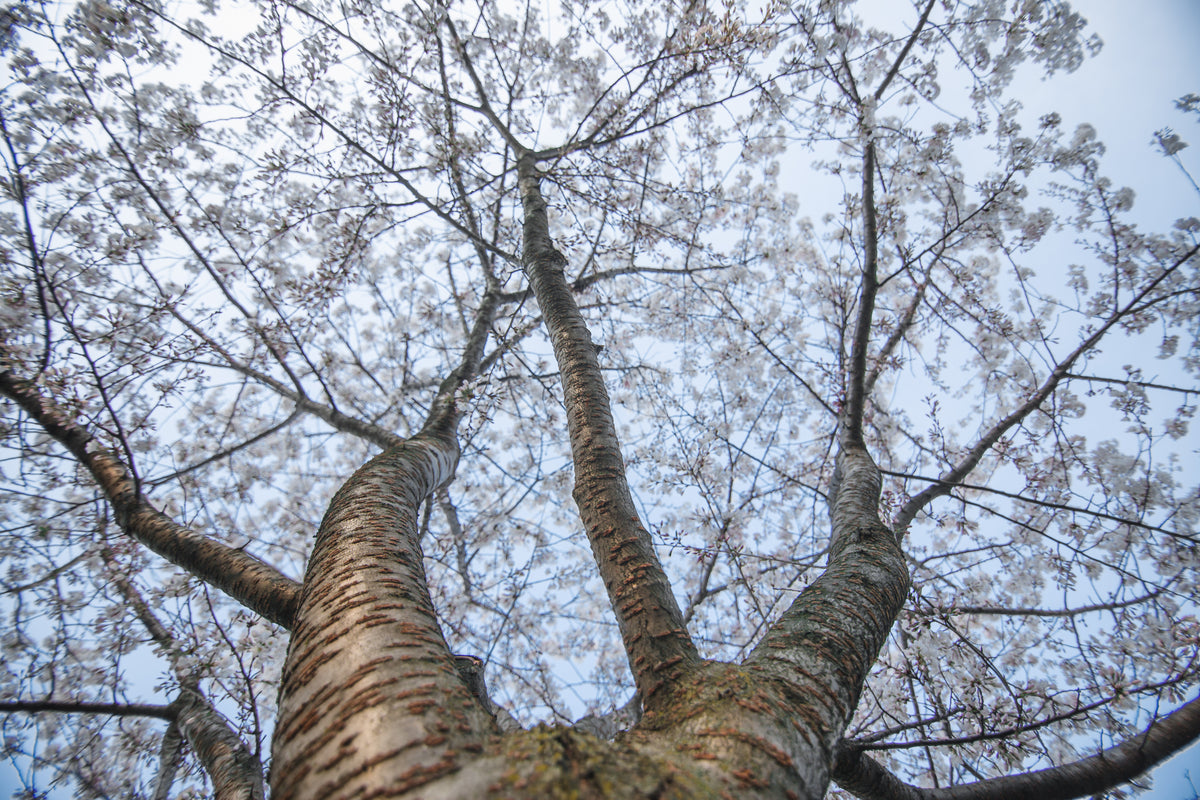 looking up at a full cherry blossom tree