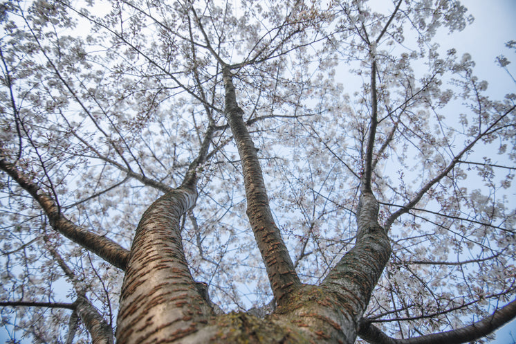 Looking Up At A Full Cherry Blossom Tree