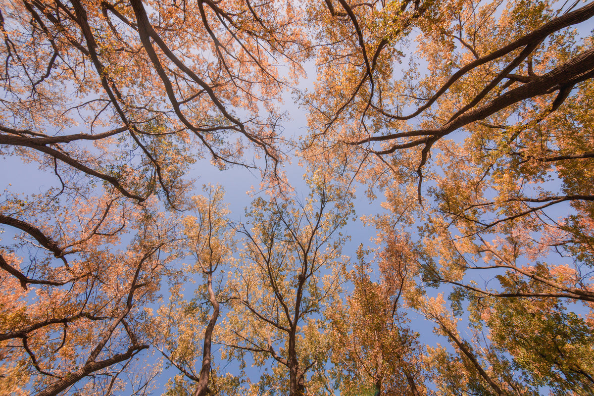 vista por entre árvores no outono