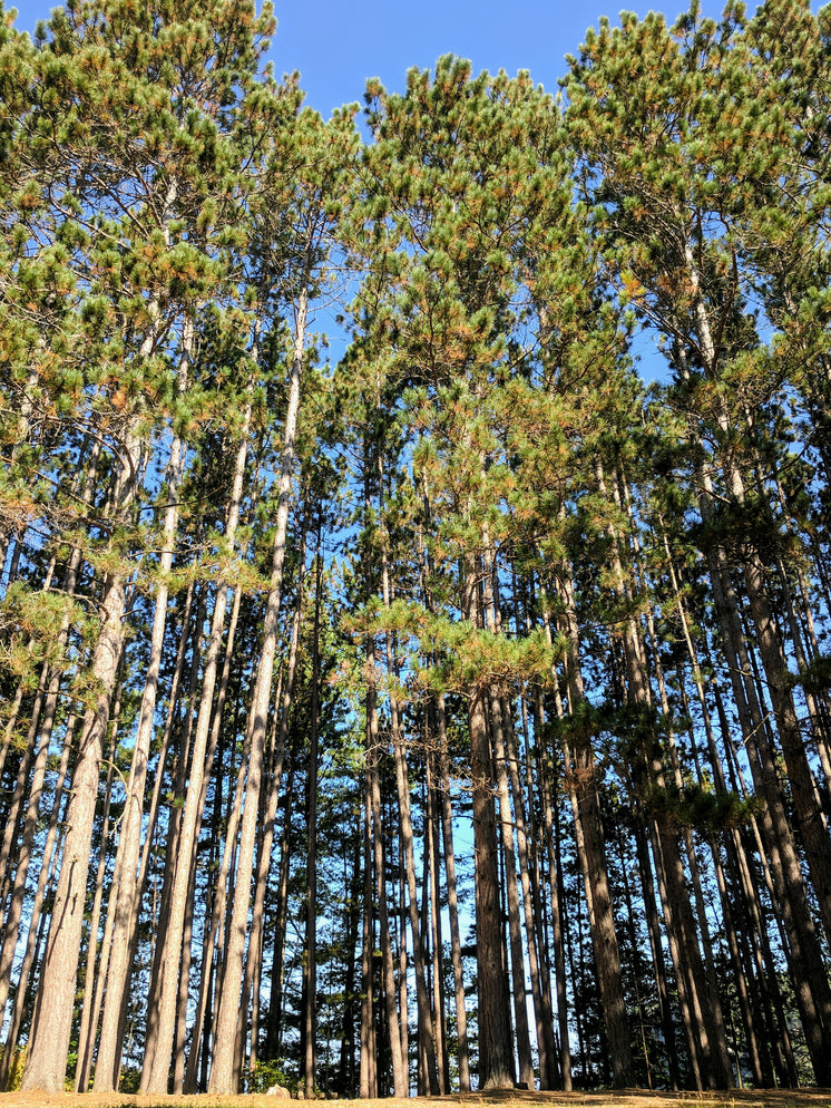 looking-up-at-tall-forest-trees.jpg?width=746&format=pjpg&exif=0&iptc=0